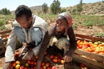 Gambia: Over Two Million Loan Disbursed to Women Farmers in NBR, CRR