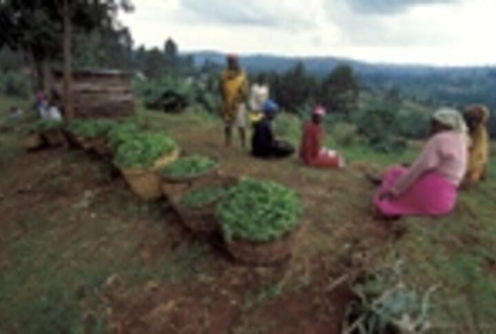 Mobile Money, Smallholder Farmers, and Household Welfare in Kenya