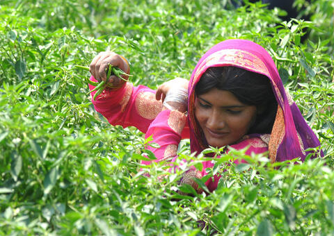 Including Small Holder Farmers in the Value-Chain: Lessons Learnt from IFC Projects Including Small Holder Farmers in the Value-Chain: Lessons Learnt from IFC Projects